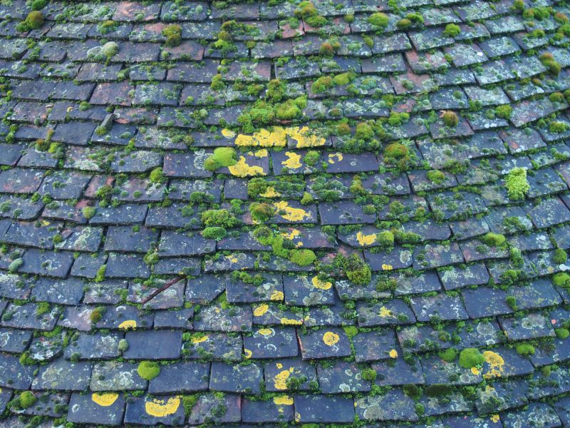 Roof Algae Removal detail