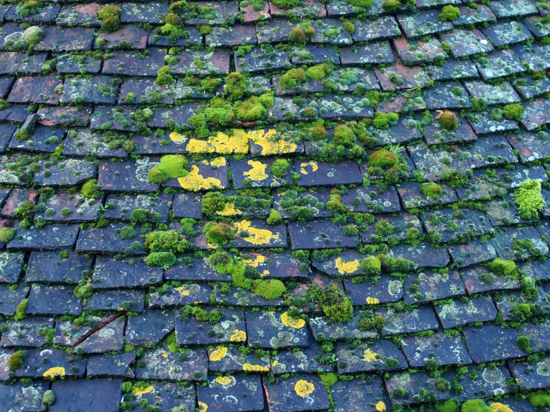 Roof Algae Removal detail